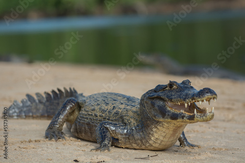 Spectacled caiman, Caiman crocodilus, single animal by water, Brazil photo