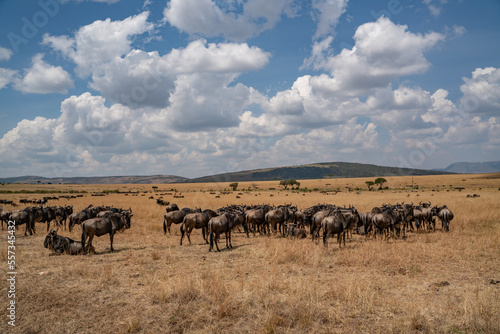 Wildebeest migration  Serengeti National Park  Tanzania  Africa