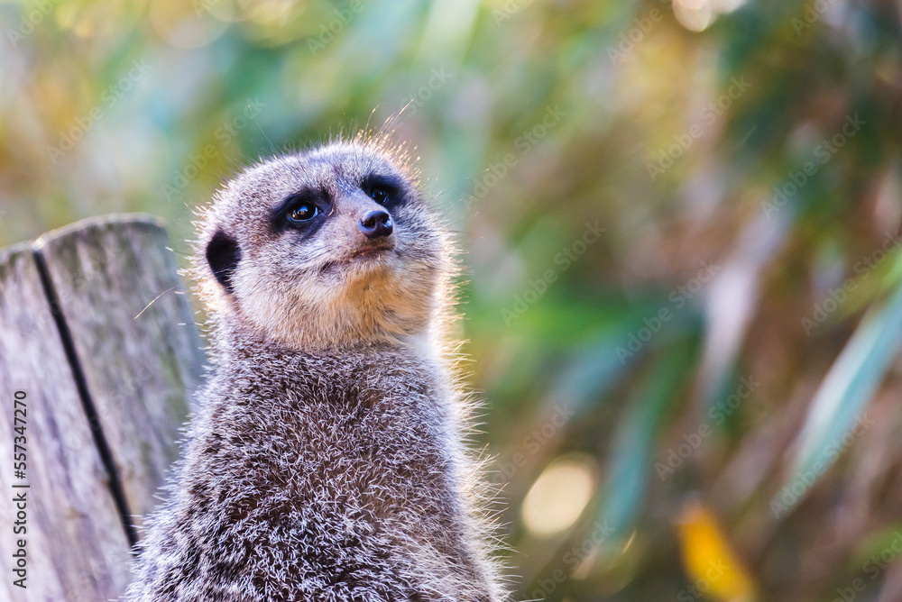 Fototapeta premium The meerkat is on alert. Muzzle up, he watches the surroundings. Wildlife.