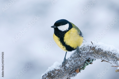 Great tit (Parus major) sitting on a snowy branch in winter. 