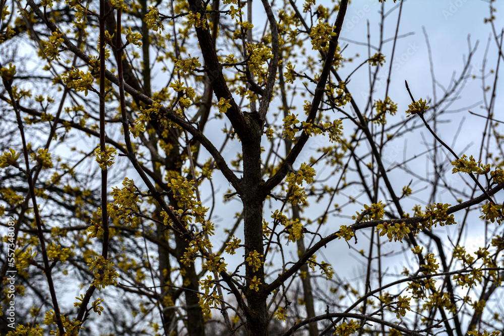 Yellow flowers on a branch against a blue sky. Flowering dogwood. Yellow flowers on a branch against a blue sky. Flowering dogwood.