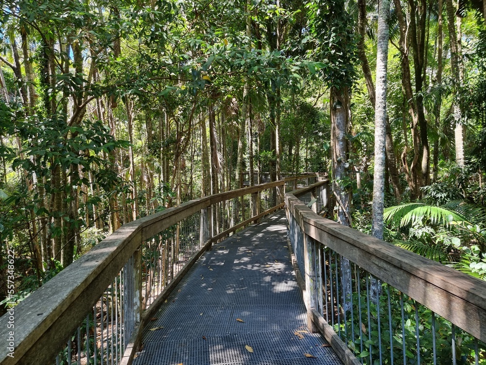 Fototapeta premium Sea Acres Rainforest boardwalk and Port Macquarie New South Wales Australia