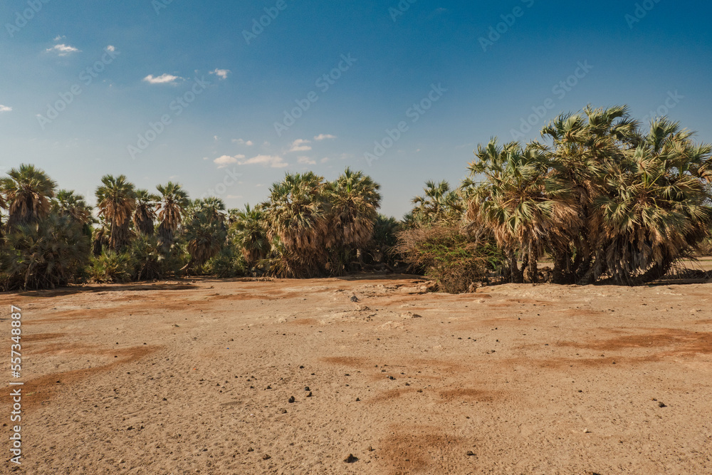 Palm trees and acacia trees at Kalacha Oasis, Marsabit Kenya