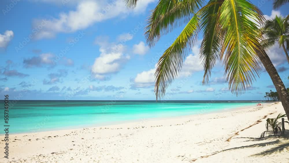Bright coconut tree on a white sandy large Dominican beach on a sunny day. Turquoise sea and blue sky with white clouds. Summer travel concept. Relaxation at the resort. Bright coconut tree on a white sandy large Dominican beach on a sunny day. Turquoise sea and blue sky with white clouds. Summer travel concept. Relaxation at the resort.