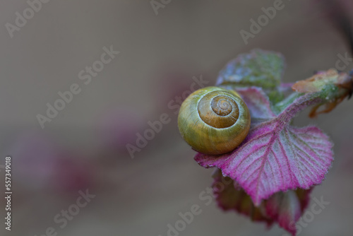Snail on leaf in spring garden closeup. Yellow shell Cepaea hortensis on pink leaf close up