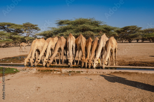 A herd of camels drinking water at Kalacha Oasis in Marsabit Couty, Kenya photo