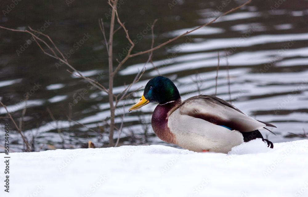 Fototapeta premium Drake, mallard, wild duck, Anas platyrhynchos, on the snow and on the shore of the pond.