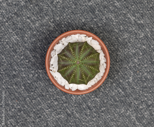 Euphorbia Obesa Cactus. Isolated on white background. Close Up