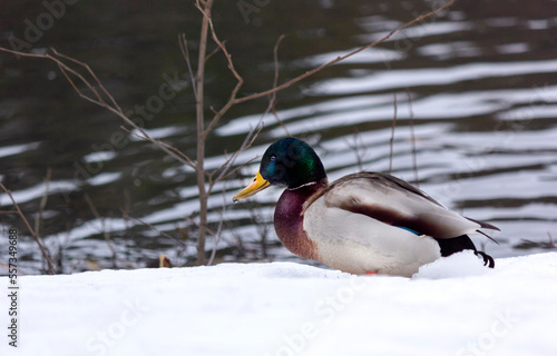 Drake, mallard, wild duck, Anas platyrhynchos, on the snow and on the shore of the pond.