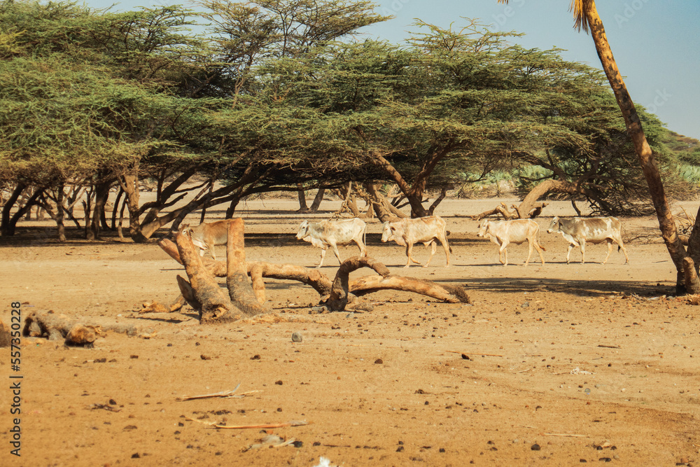 Cows and donkeys drinking water at Kalacha Oasis in Marsabit, Kenya Cows and donkeys drinking water at Kalacha Oasis in Marsabit, Kenya