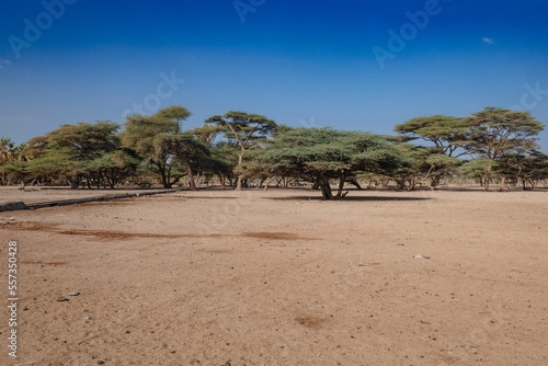 Palm trees and acacia trees at Kalacha Oasis, Marsabit Kenya