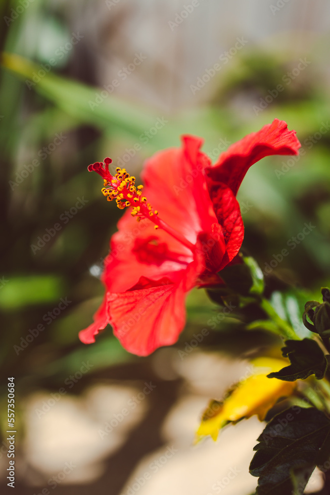 red hibiscus flower outdoor in sunny backyard.