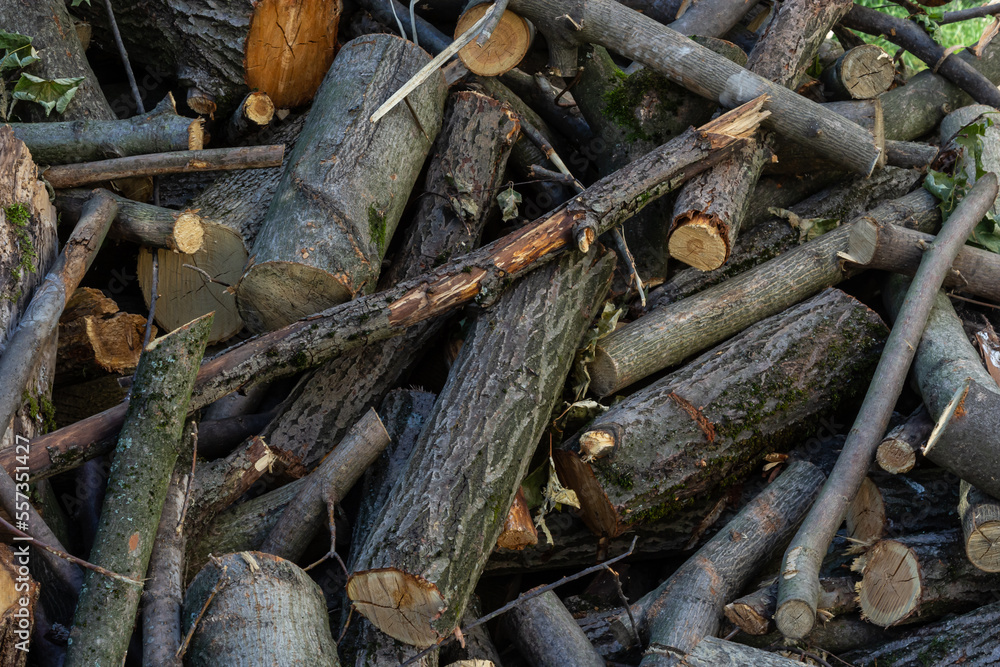 logs lie on the ground after logging. firewood is prepared for heating logs lie on the ground after logging. firewood is prepared for heating