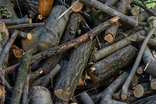 logs lie on the ground after logging. firewood is prepared for heating