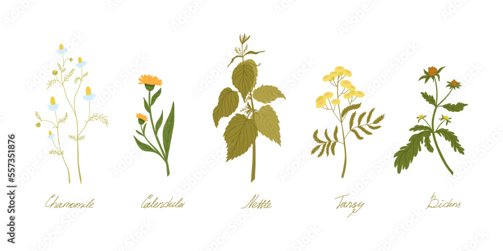 Set of wild field herbs with names written in lettering. Chamomile, calendula, nettle, tansy, bidens.