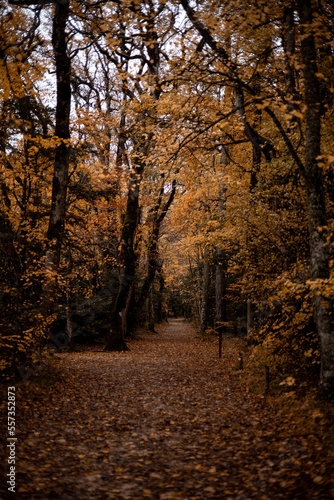 forêt automne 