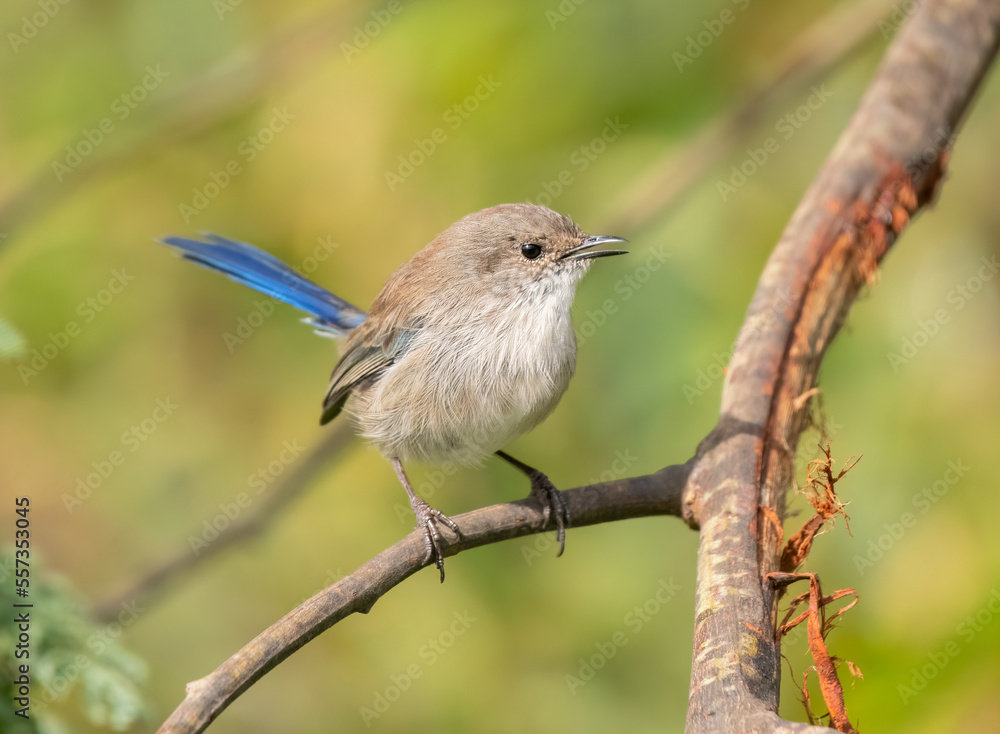 Superb Fairy-wren (Malurus cyaneus) Superb Fairy-wren (Malurus cyaneus)
