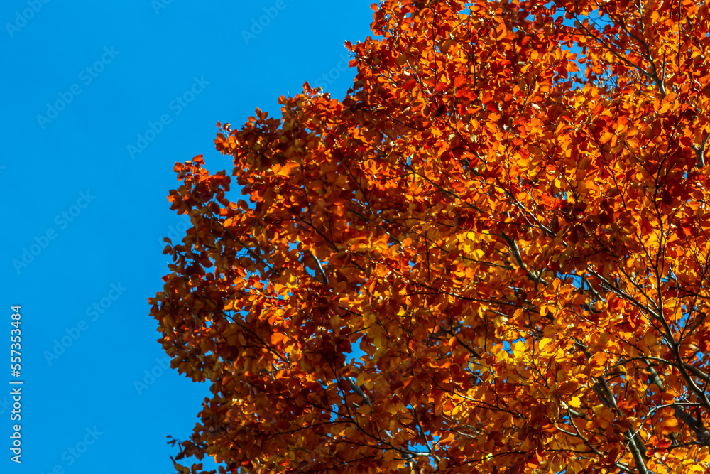 Yellow leaves on autumn trees against the blue sky Yellow leaves on autumn trees against the blue sky