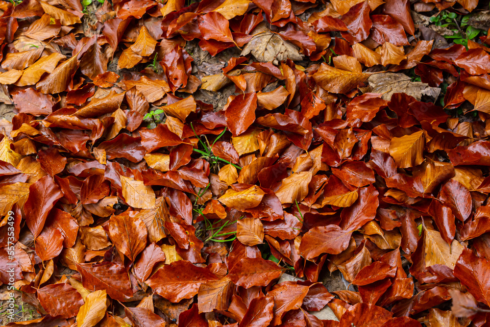 Colorful backround image of fallen autumn leaves perfect for seasonal use Colorful backround image of fallen autumn leaves perfect for seasonal use