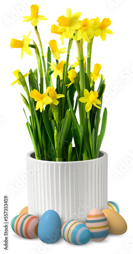 Yellow narcissus flower in white ceramic pot, decoration with colorful striped Easter eggs, isolated