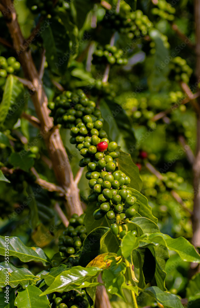 coffee plants - Hawaii