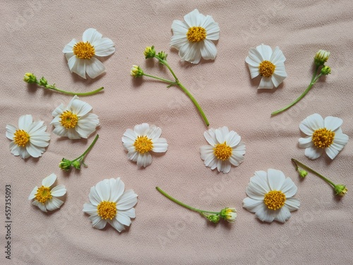 Yellow and white flowers placed on several fabrics look beautiful. © Koravik