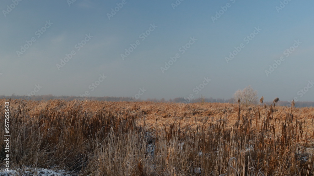 Reeds in winter
Location: De Biesbosch, The Netherlands Reeds in winter
Location: De Biesbosch, The Netherlands