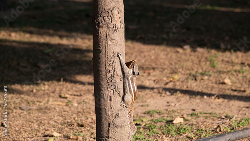 Squirrel with ice cream cone in India park