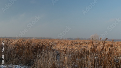 Reeds in winter Location: De Biesbosch, The Netherlands © Siemen