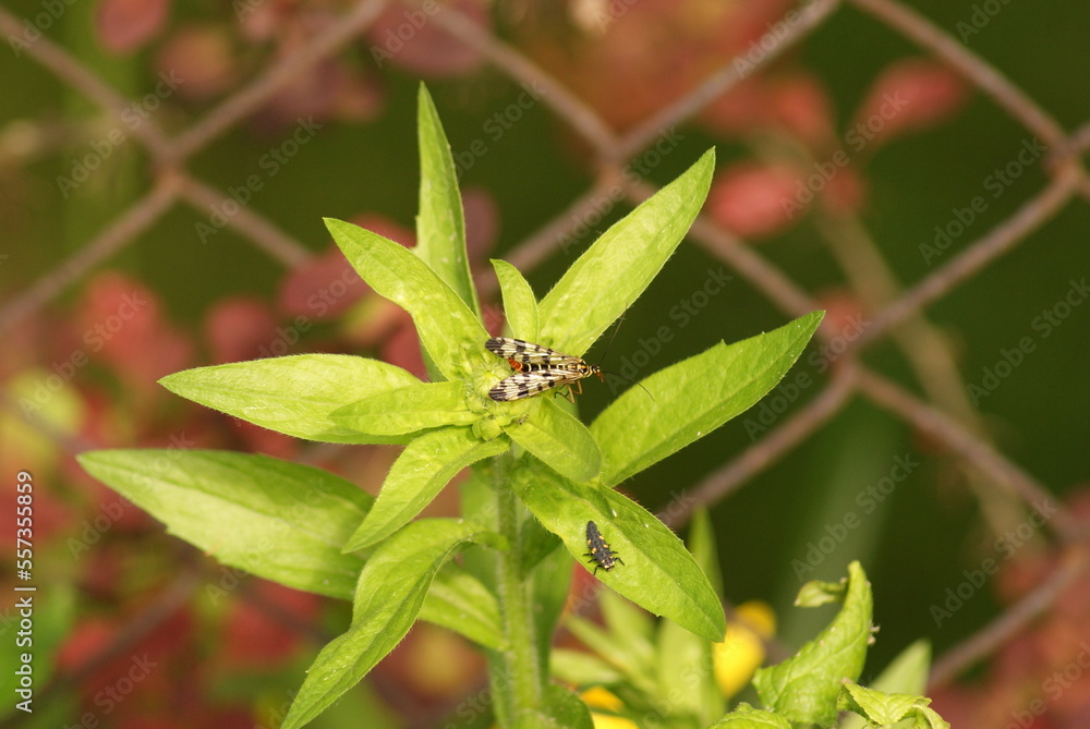 A common scorpionfly (Panorpa communis) with ladybug larva A common scorpionfly (Panorpa communis) with ladybug larva