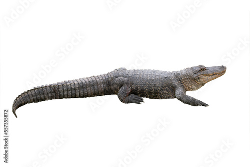 american crocodile isolated on white background
