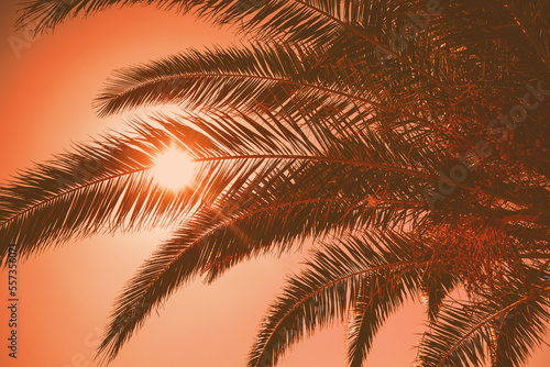 Palm tree leaves against gradient sunset sky. Tropical nature background 