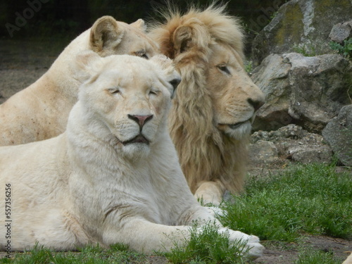 Lion blanc.