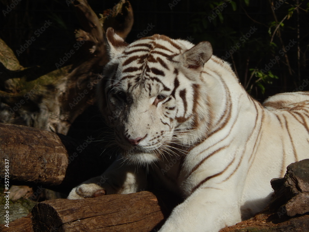 Obraz premium Tigre blanc.