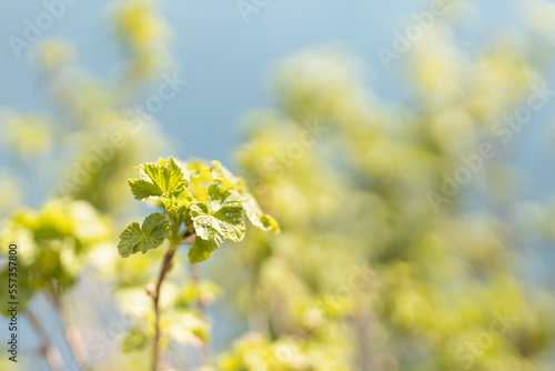 Young green shoot with leaves of currante closeup on clear blue sky in spring sunlight with blur, closeup. Fresh bright natural spring garden background. photo