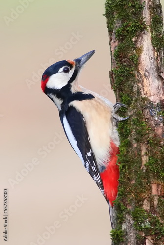 Great spotted Woodpecker