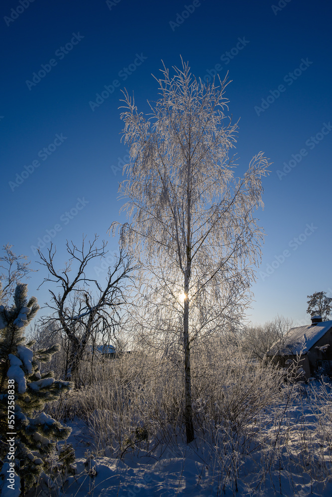 Fresh snow on birch in winter.