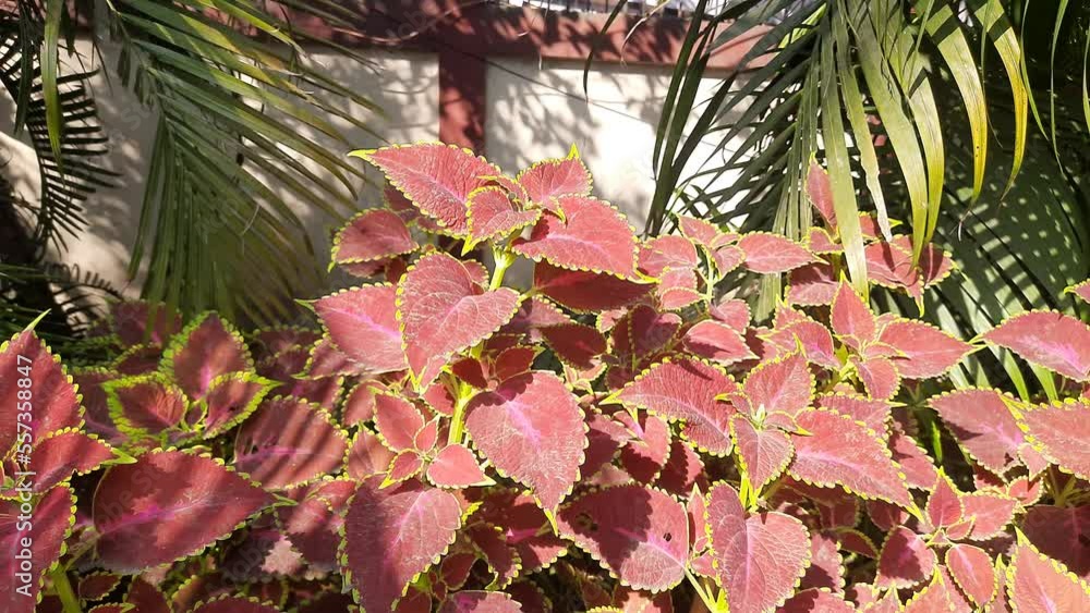 Coleus plant in garden. Coleus is a genus of annual or perennial herbs