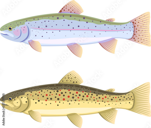 Set of two fish, rainbow trout and brown trout, isolated
