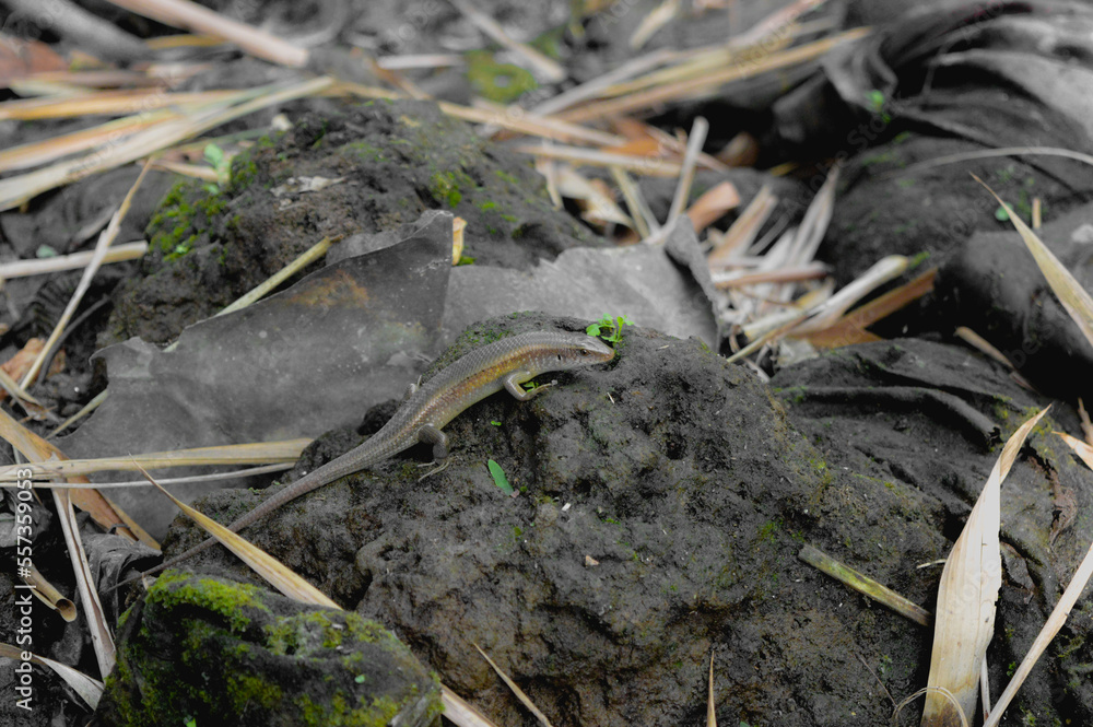 A Common Sun Skink (Eutropis multifasciata) was found on the leaf-litters with plastic garbage at the bright morning A Common Sun Skink (Eutropis multifasciata) was found on the leaf-litters with plastic garbage at the bright morning