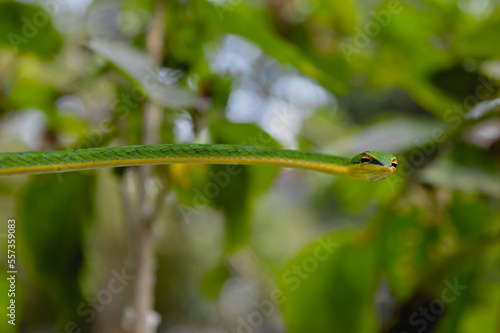 A green Oriental Vine Snake hanging on the tree at the morning, Ahaetulla prasina, focus in snake eyes