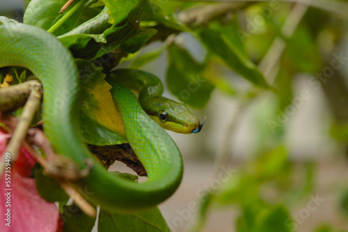 A Red-Tailed Racer (Gonyosoma oxycephalum) is sticking out its tongue at the morning