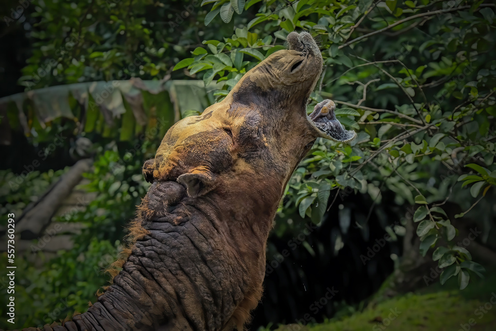 Fototapeta premium Camel in the zoo