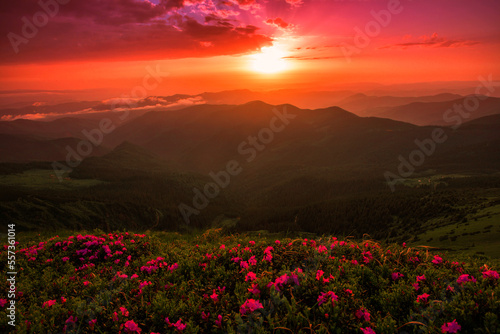 flowering pink rhododendron flowers  amazing panoramic nature scenery  border Ukraine and Romania  Carpathian mountains  Marmarosy range  Europe 