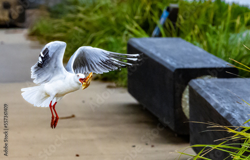 Do Not feed the birds1 photo