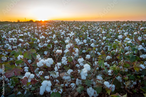 Cotton field (Turkey / Izmi...