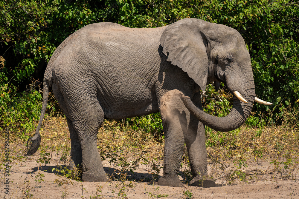 Obraz premium African elephant stands spraying sand over body