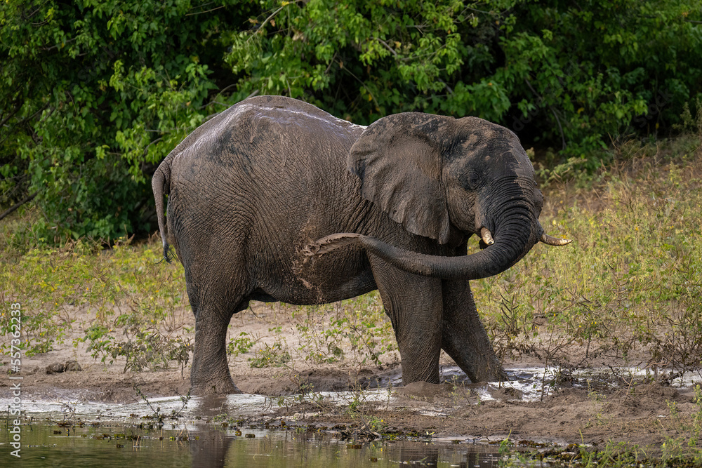 Fototapeta premium African elephant throwing muddy water over flank