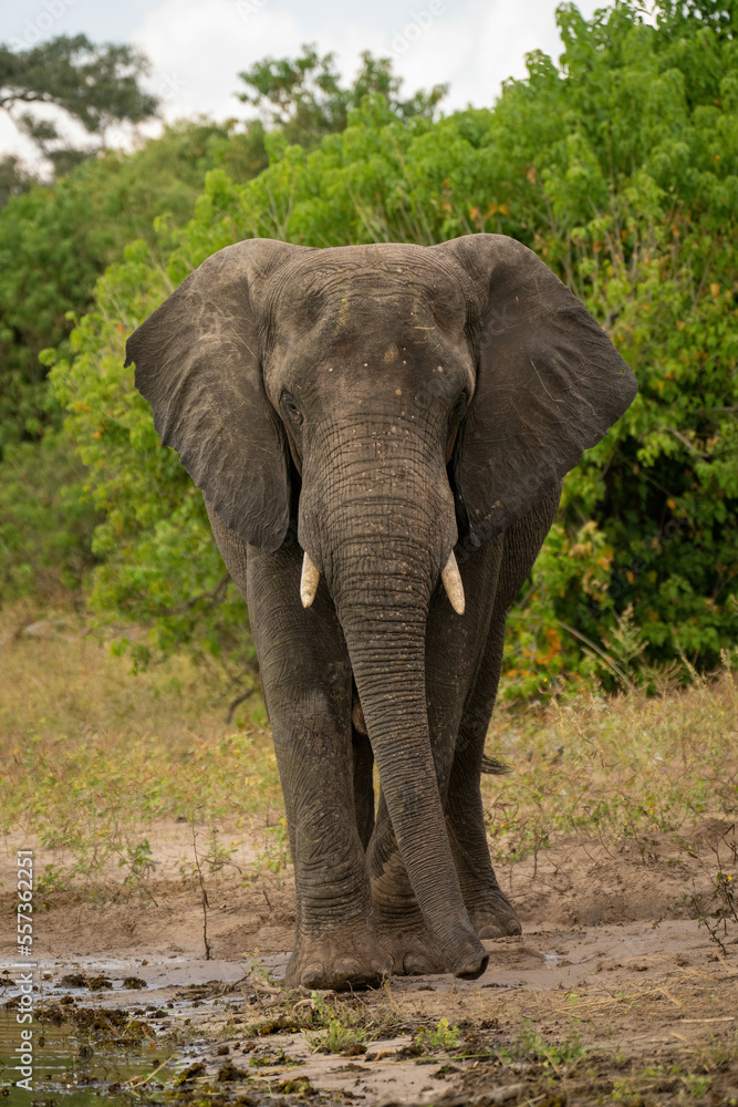 African elephant walks towards camera on beach African elephant walks towards camera on beach