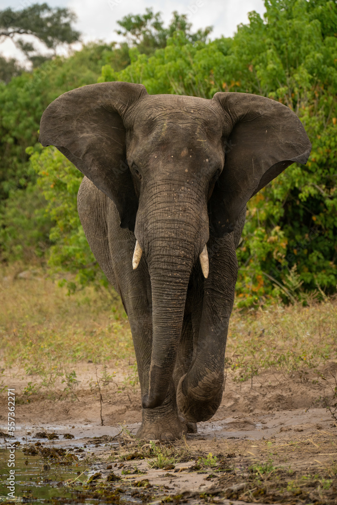 Fototapeta premium African elephant walks along riverbank flapping ears